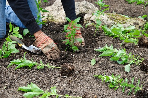 Smart gardening tools used in Stockwell
